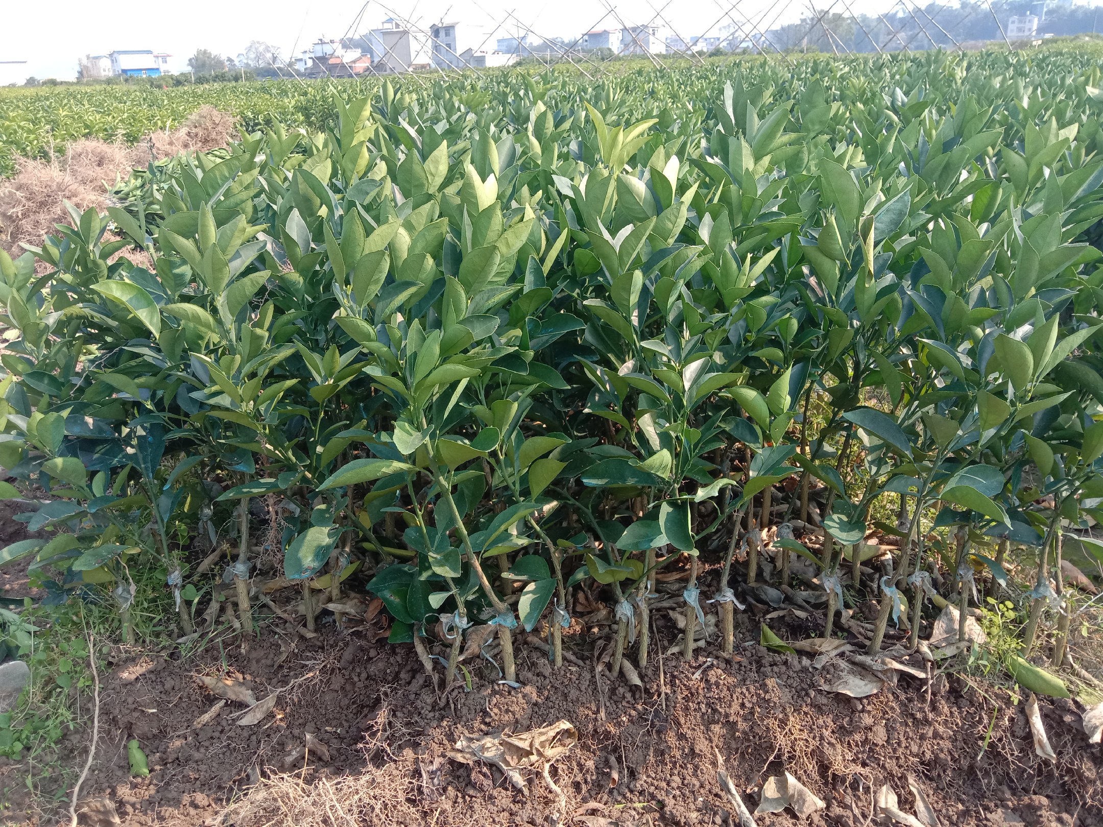 全国柑桔主产区分布地图示意图：用色块标注四川、广西、湖南、浙江、广东、江西六大省份，重点标出12个国家级柑桔良种繁育基地位置，配图含图例、比例尺及“农业农村部柑桔种质资源圃”官方logo水印