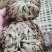 云南野生中药材卷柏九死还魂草500g包邮