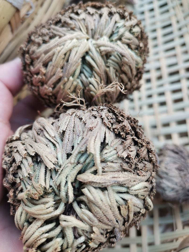 云南野生中药材卷柏九死还魂草500g包邮