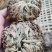 云南野生中药材卷柏九死还魂草500g包邮