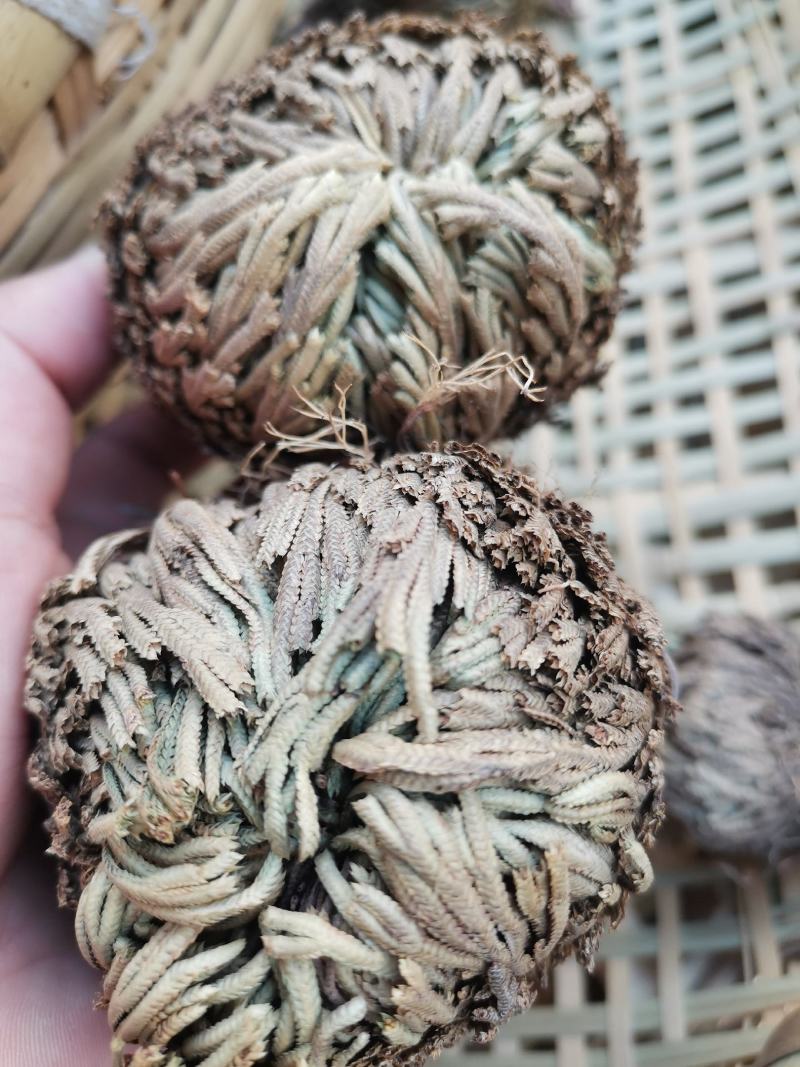 云南野生中药材卷柏九死还魂草500g包邮