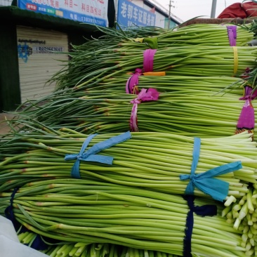 河南省漯河市临颍县蒜薹大量上市