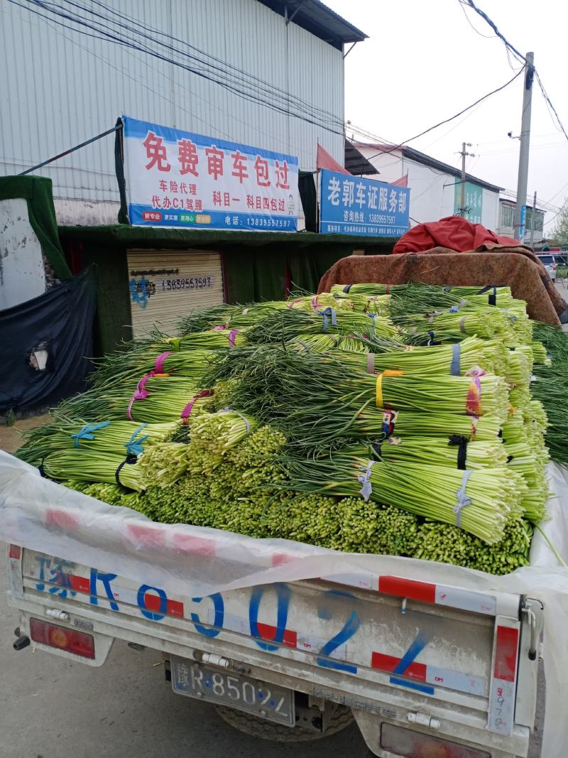 河南省漯河市临颍县蒜薹大量上市