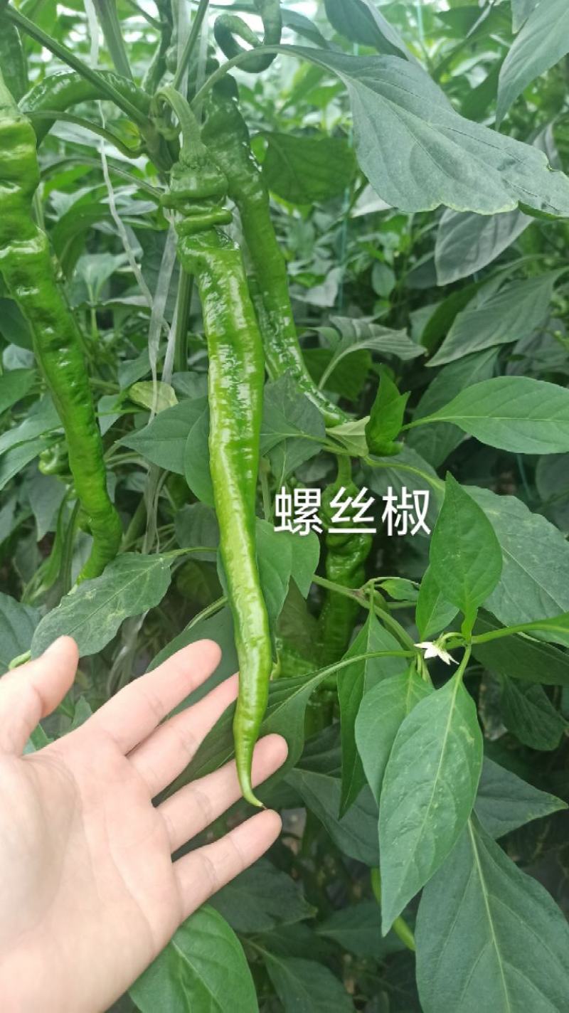 宁都新鲜辣椒螺丝椒大量供应现摘现发欢迎来电咨询