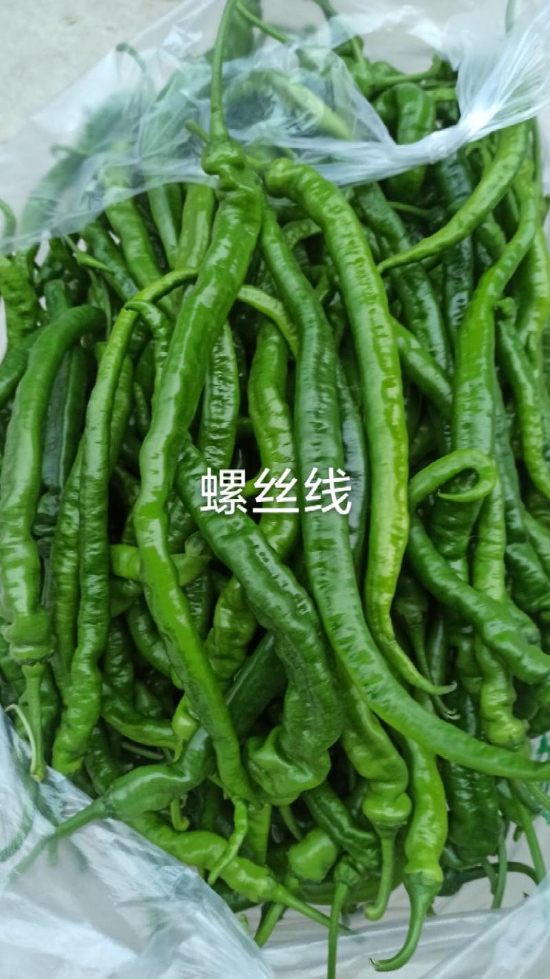 宁都新鲜辣椒螺丝椒大量供应现摘现发欢迎来电咨询