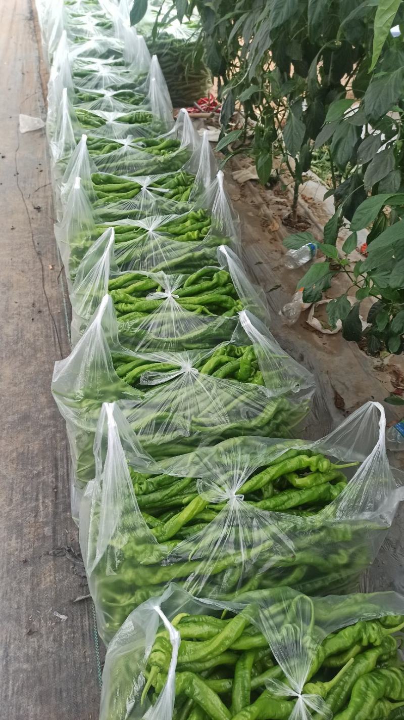 宁都新鲜辣椒螺丝椒大量供应现摘现发欢迎来电咨询