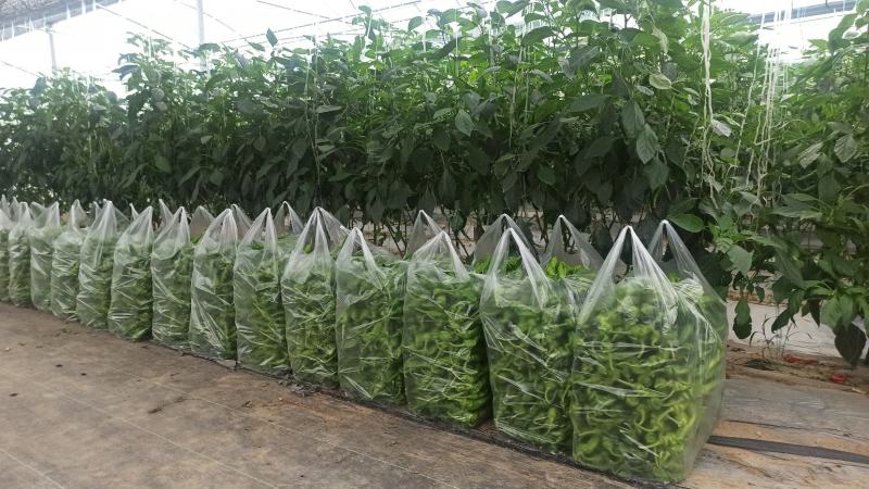 宁都新鲜辣椒螺丝椒大量供应现摘现发欢迎来电咨询