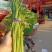 邳州精品小红帽适合发每个市场邳州精品小红帽适合发每个市场