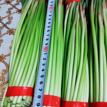 邳州精品小红帽适合发每个市场邳州精品小红帽适合发每个市场