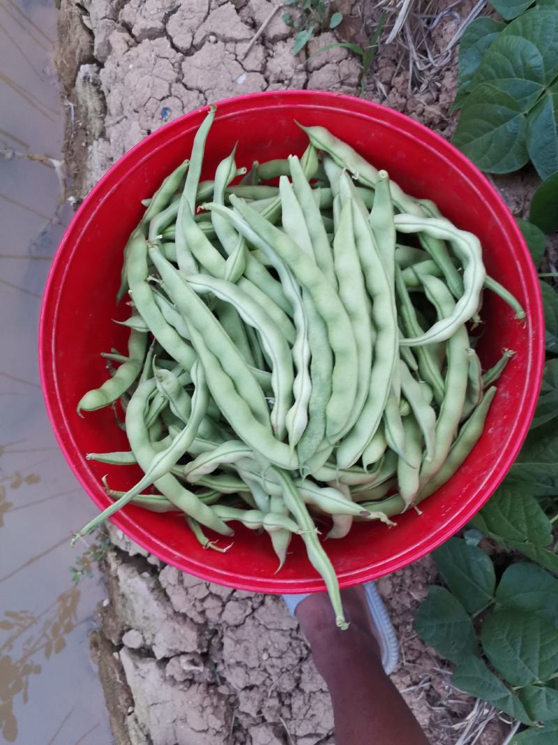 云南弥勒竹园棒豆，无筋豆大量上市中