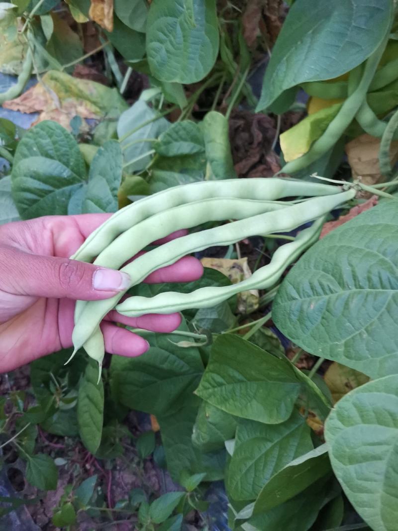 云南弥勒竹园棒豆，无筋豆大量上市中