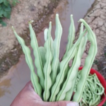 云南弥勒竹园棒豆，无筋豆大量上市中
