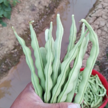 云南弥勒竹园棒豆，无筋豆大量上市中