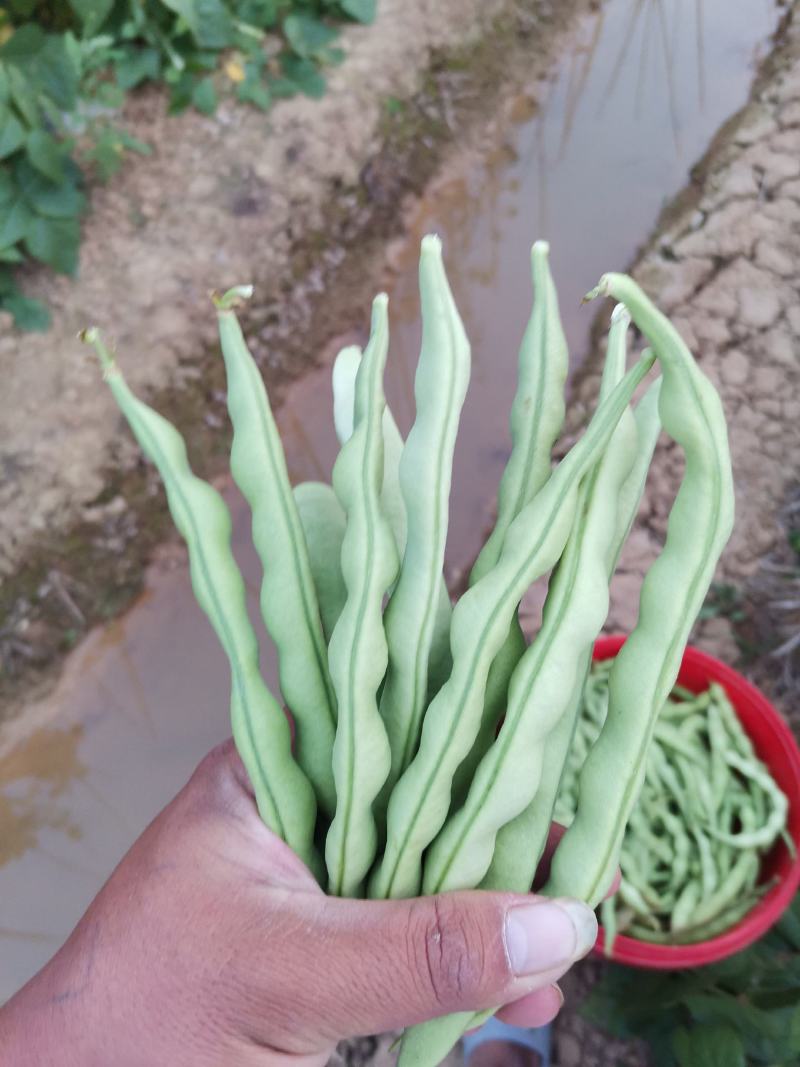 云南弥勒竹园棒豆，无筋豆大量上市中