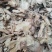 云南中药材当归粉纯正无硫农家当归粉500g