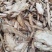 云南中药材当归粉纯正无硫农家当归粉500g