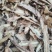 云南中药材当归粉纯正无硫农家当归粉500g