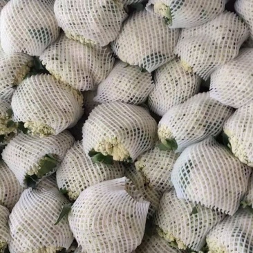 有机花，实花，大量有货，需要的老板赶紧