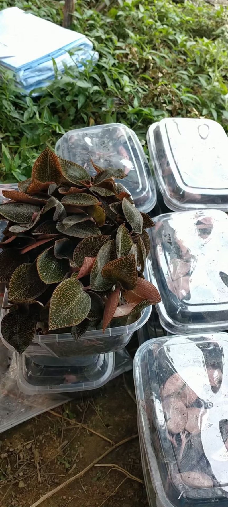 金线莲种植鲜品(现采现卖)货源充足量大从优质量保证欢迎