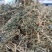 云南野生中药材半边莲半边连半边菊细米草500g包邮
