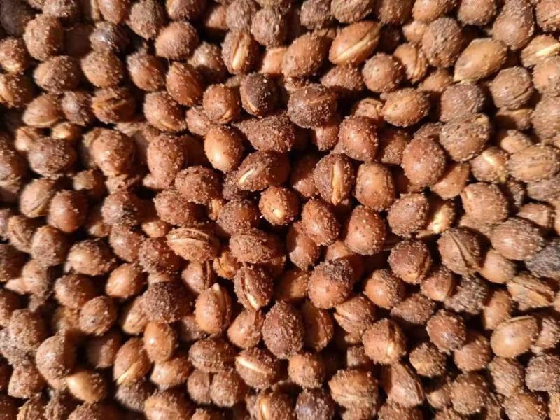 马哈利樱桃种子，耐寒，根系发达，粒粒饱满，出苗率高