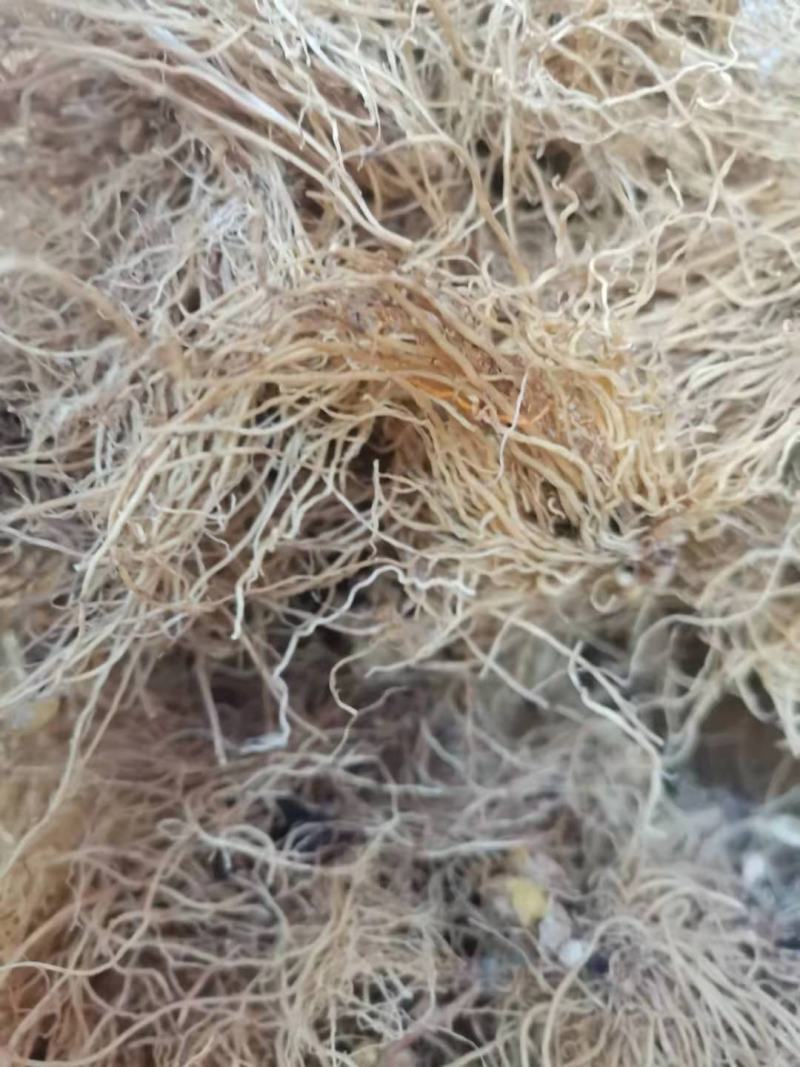 中药材辽细辛北细辛水洗辽细辛干净无杂质250g包