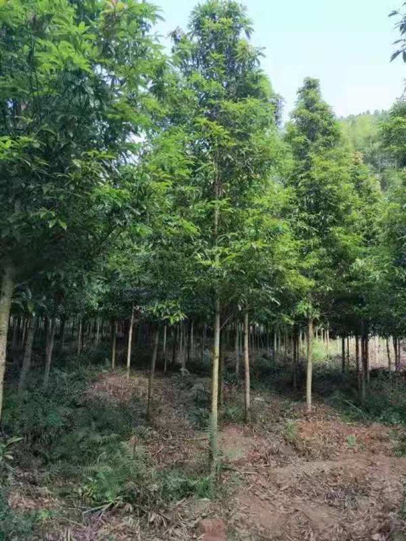 楠木江西楠木树大量供应