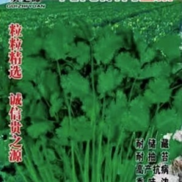 中叶铁杆香菜种，杆实，杆硬，香菜叶颜色深，叶片中叶