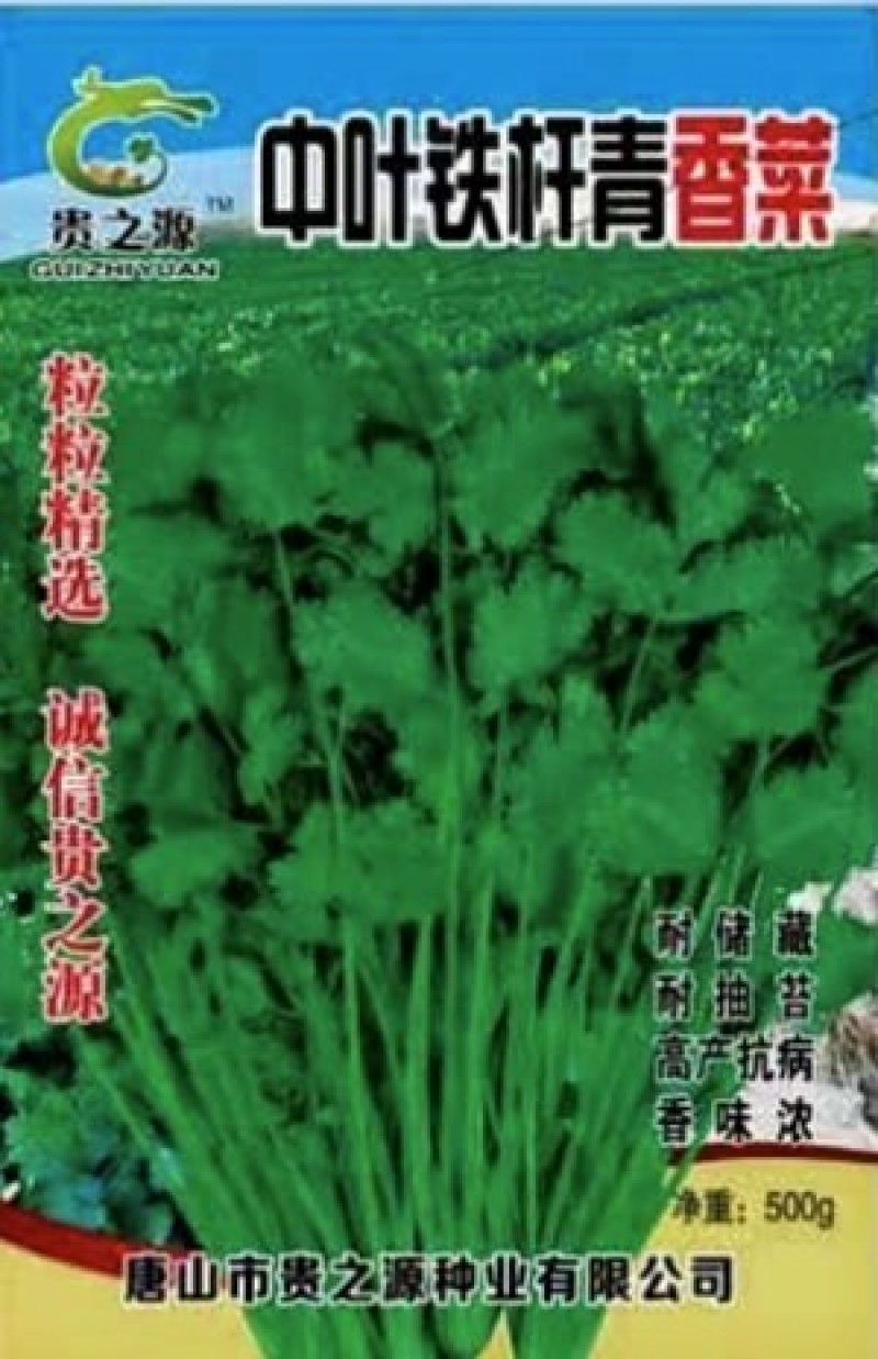 中叶铁杆香菜种，杆实，杆硬，香菜叶颜色深，叶片中叶