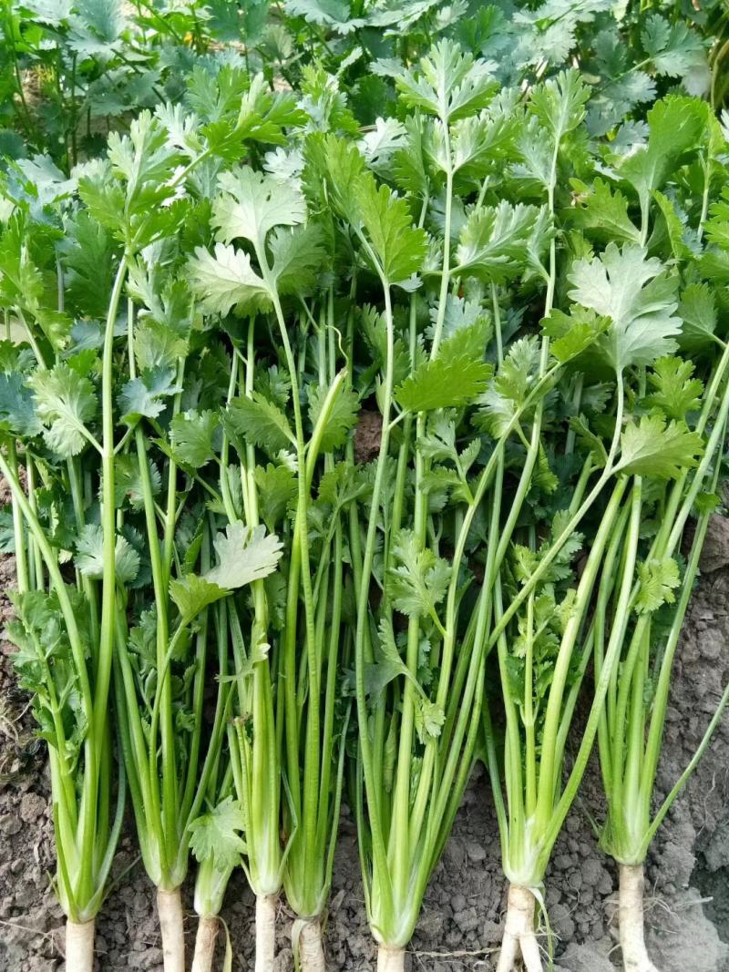 中叶铁杆香菜种，杆实，杆硬，香菜叶颜色深，叶片中叶