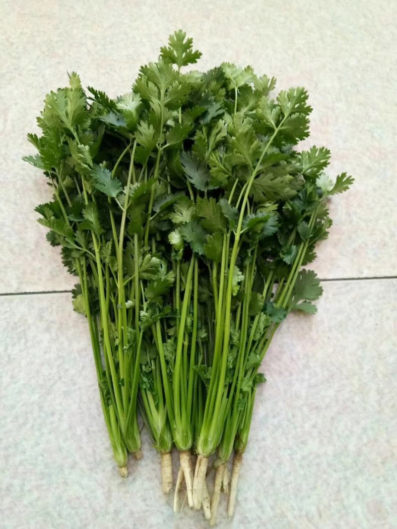 中叶铁杆香菜种，杆实，杆硬，香菜叶颜色深，叶片中叶
