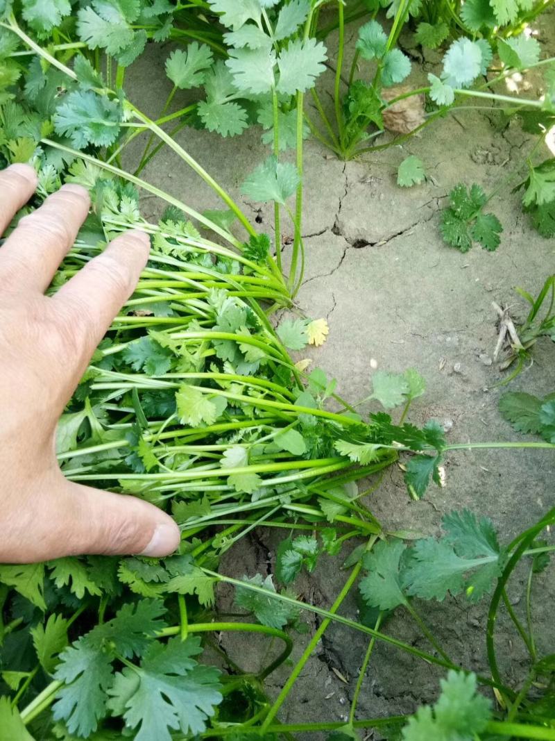 中叶铁杆香菜种，杆实，杆硬，香菜叶颜色深，叶片中叶