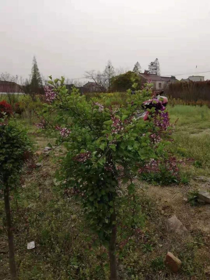 独干紫丁香基地，10公分紫丁香基地价格，江苏紫丁香直销