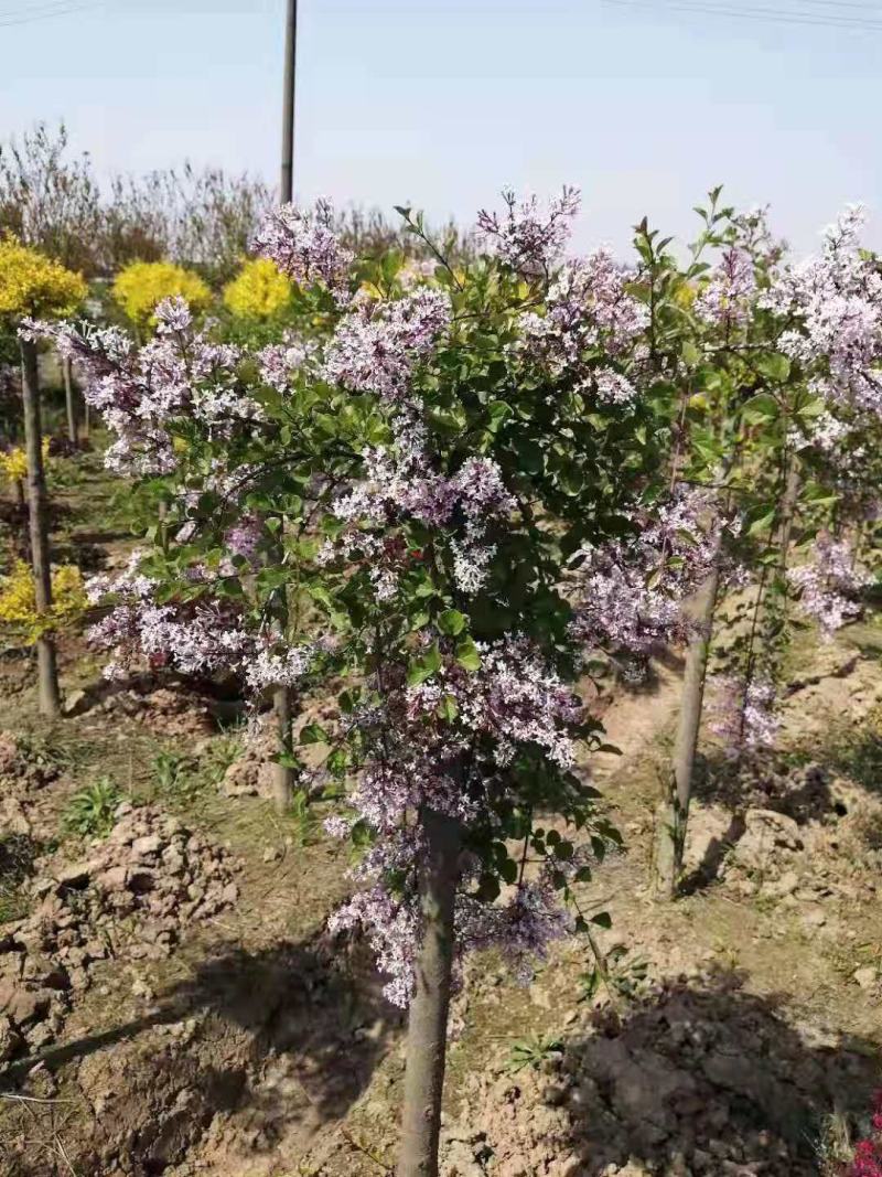 独干紫丁香基地，10公分紫丁香基地价格，江苏紫丁香直销
