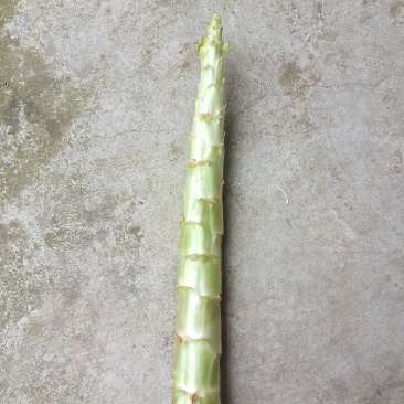 大量供应莴苣杆子，产地直发