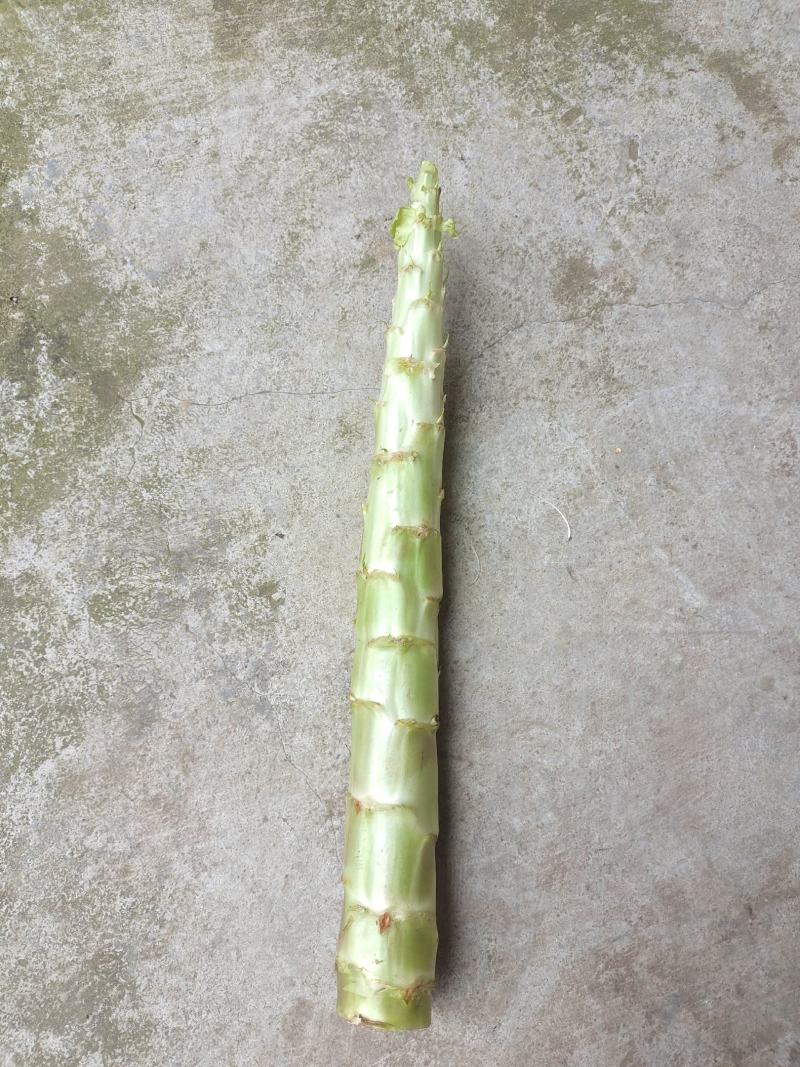 大量供应莴苣杆子，产地直发