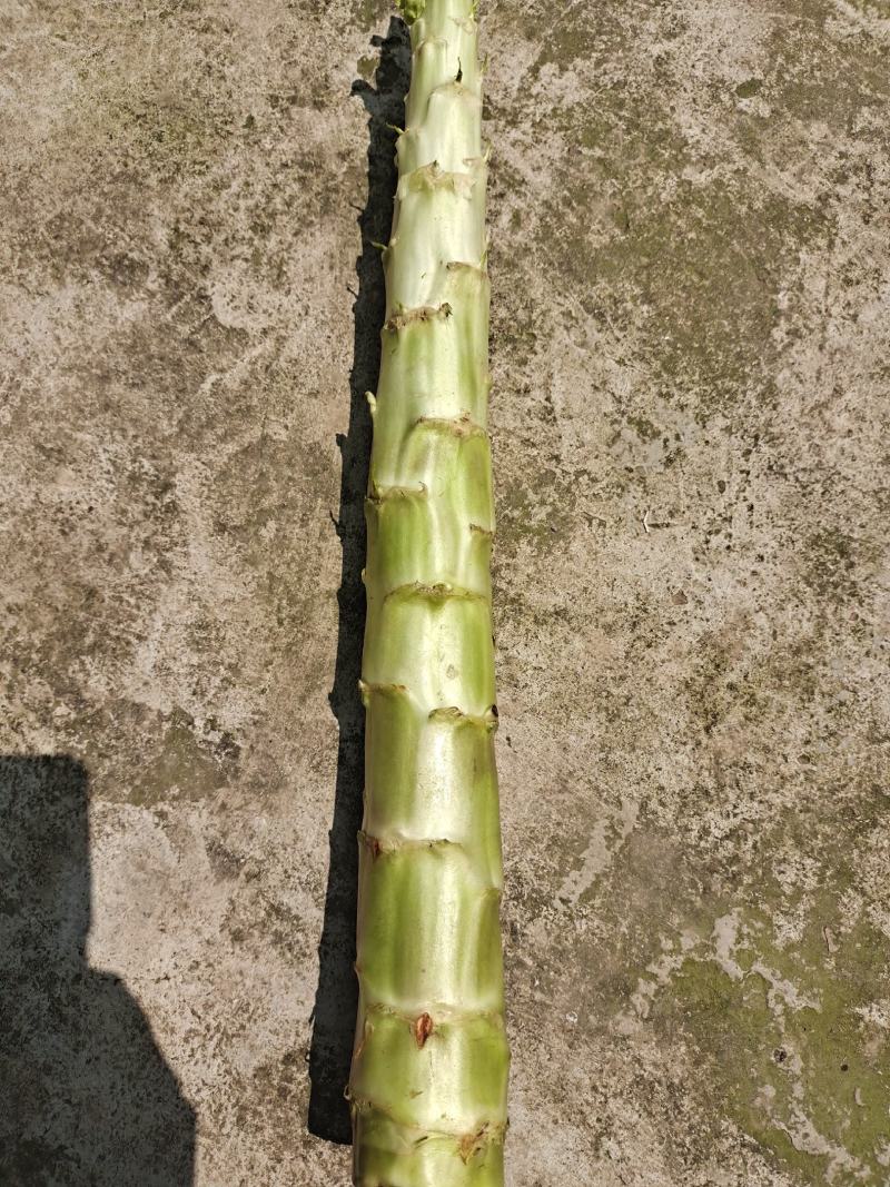 大量供应莴苣杆子，产地直发