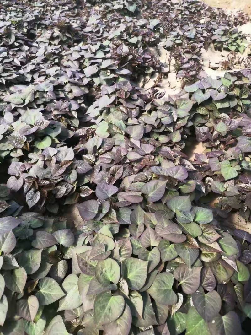 西瓜红红薯苗