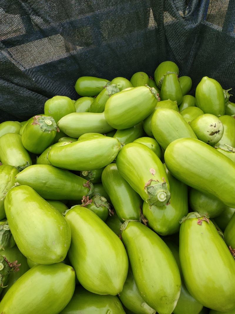 基地大棚无籽青茄子，大量上市，保质保量，供货时间长，