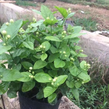 横县茉莉花窝苗盆景花卉盆栽绿植茉莉花【带花苞，基地直发】