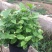 横县茉莉花窝苗盆景花卉盆栽绿植茉莉花【带花苞，基地直发】