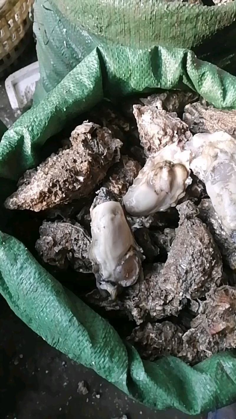 花边生蚝生蚝99元10斤包邮包肥6-8个头左右