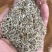 一年生黑麦草耐寒,高产,适口性好,猪牛羊鸡鸭鹅