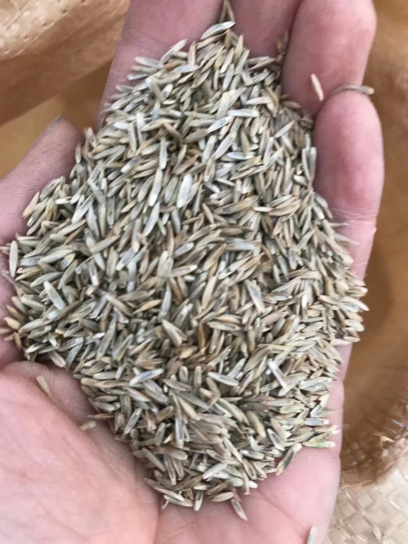 一年生黑麦草耐寒,高产,适口性好,猪牛羊鸡鸭鹅