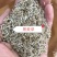 一年生黑麦草耐寒,高产,适口性好,猪牛羊鸡鸭鹅