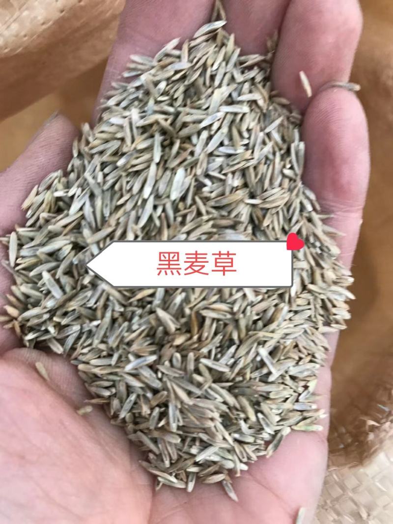 一年生黑麦草耐寒,高产,适口性好,猪牛羊鸡鸭鹅