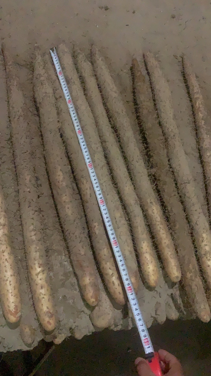山药麻山药棒山药铁棍山药软绵价格便宜合作共赢