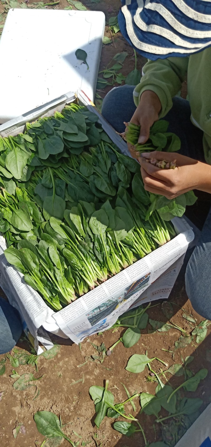 精品小菠菜辽宁省锦州市凌海市，每年五月份大量大量上市