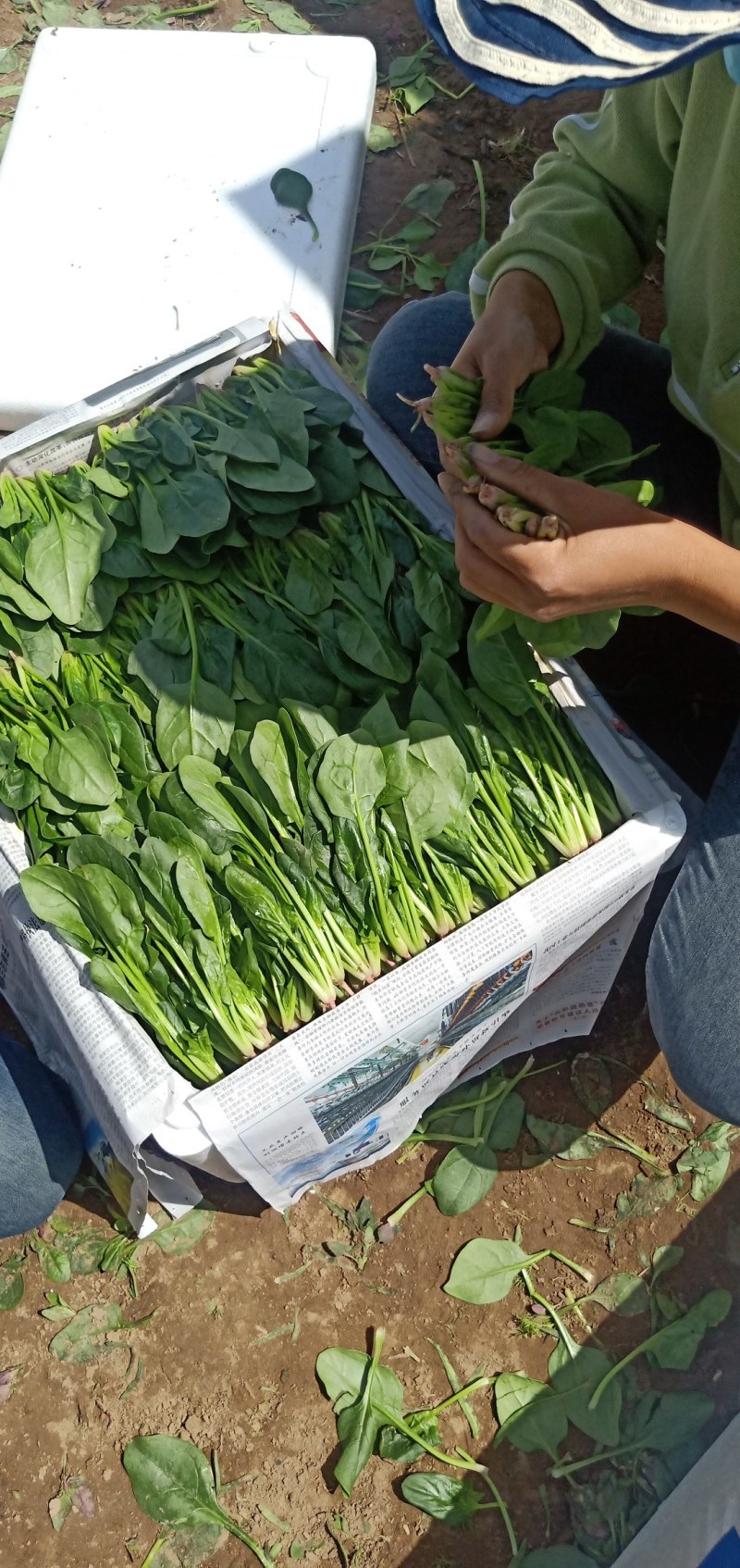 精品小菠菜辽宁省锦州市凌海市，每年五月份大量大量上市