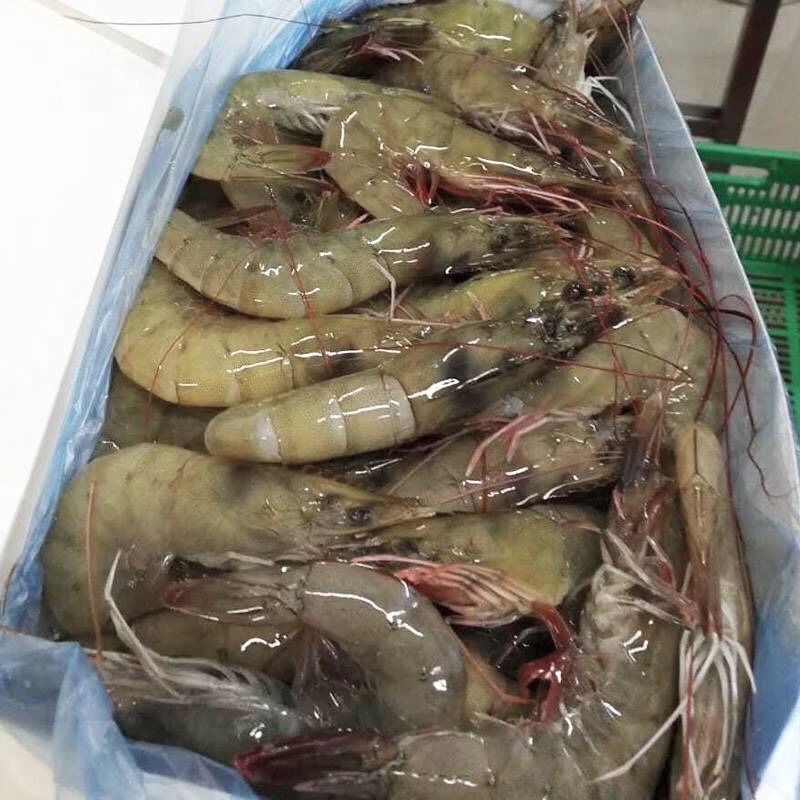 新鲜大虾超大新鲜冷冻海鲜深海虾青虾冻虾整箱